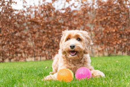 Dog Comets Exoplanet Egelbal L