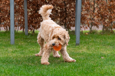 Dog Comets Exoplanet Egelbal L