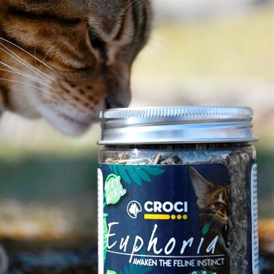 Croci euphoria catnip pot