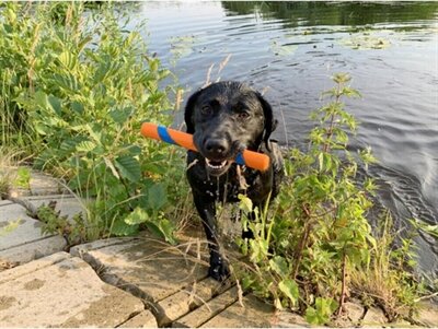 Chuckit ultra fetch stick